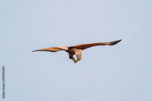 Goa, India. Brahminy Kite Eating Crab In Flight In Blue Sky