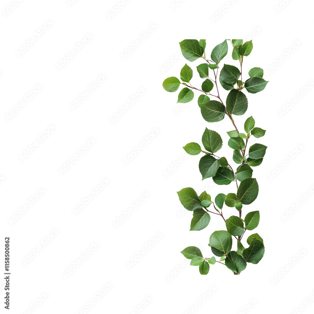Lush Green Branch with Vibrant Leaves Isolated on White Background Lush Green Branch with Vibrant Leaves Isolated on White Background