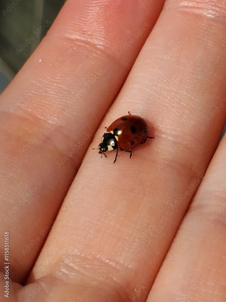Petite coccinelle Petite coccinelle