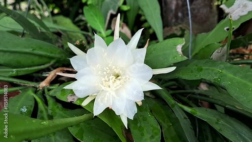 Wijaya kusuma oe Zig zag cactus flower photo