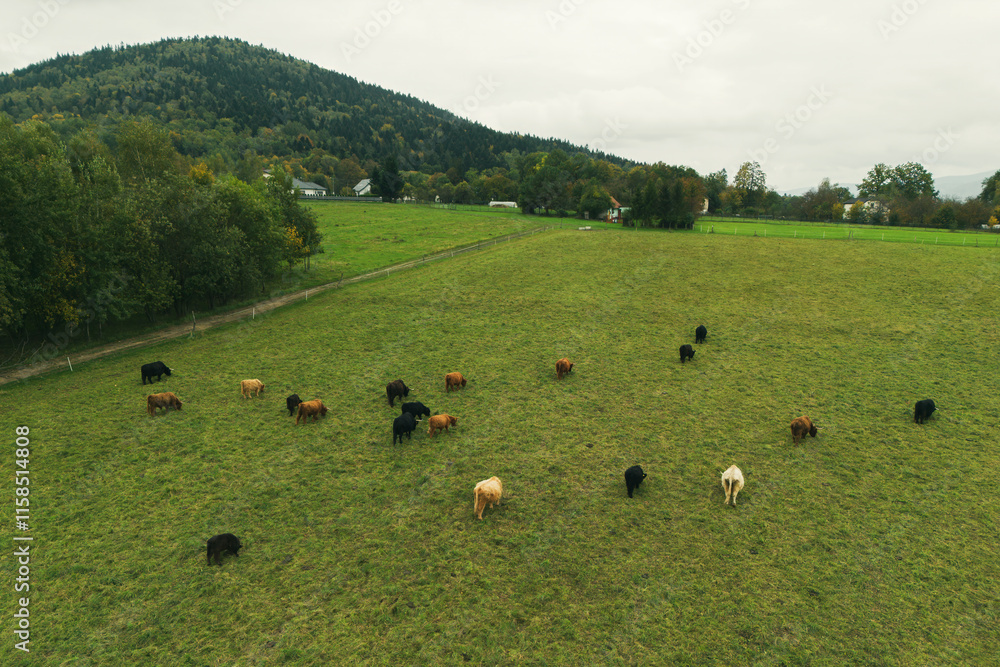 Highland cows with horns in countryside. Highland cows with horns in countryside.