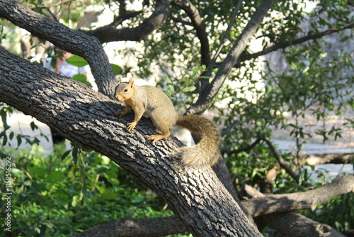 L'écureuil du Texas