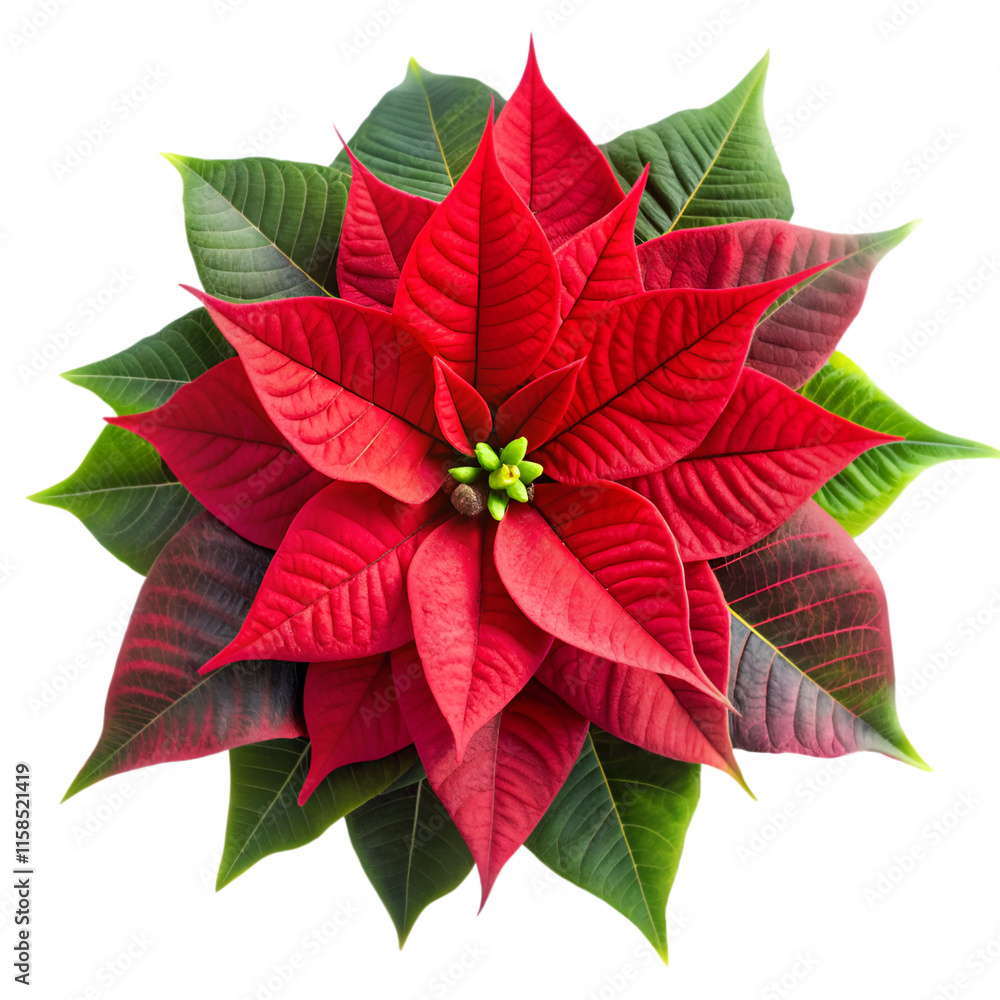 Poinsettia flower isolated on transparent background Poinsettia flower isolated on transparent background