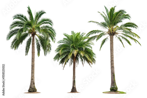 Fototapeta Naklejka Na Ścianę i Meble -  A green-leaved palm tree with a textured trunk stands in isolation, symbolizing tropical serenity and a peaceful environment, isolated on a transparent background
