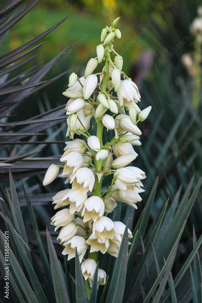 Obraz premium Yucca is a tree-like evergreen plant of the Agave family of asparagus.