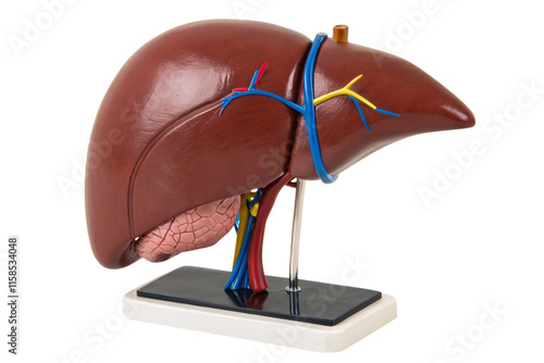 ไปที่หน้า
|ก่อนหน้า12345...48ถัดไป
A realistic liver model on a stand with an attached gallbladder. Vessels highlighted in vivid colors showcase internal and external anatomy for educational purposes. photo