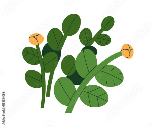 Flower blossom. Beautiful floral plants with blooming buds, leaf, stem. Spring and summer garden decoration. Field wildflowers, leaves. Botanical flat vector illustration isolated on white background