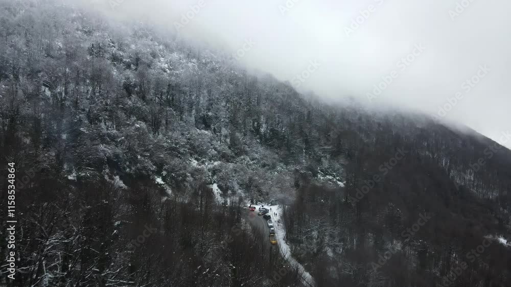 Snowy Forest Slope Snowy Forest Slope