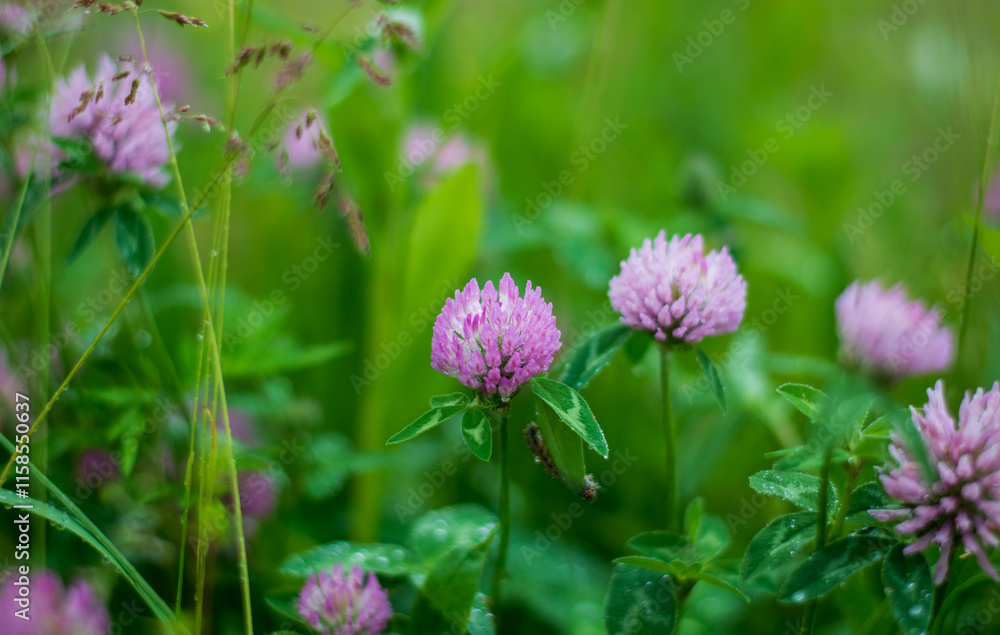 the beautiful colors of nature awakening in spring the beautiful colors of nature awakening in spring
