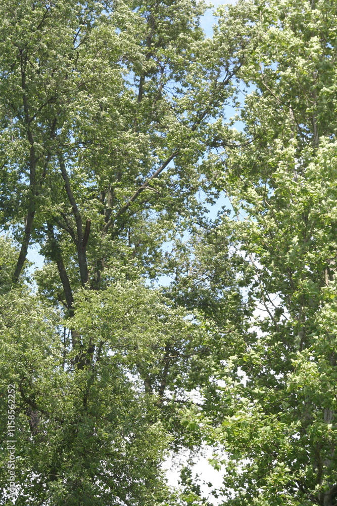 Fototapeta premium fogliame alberi
