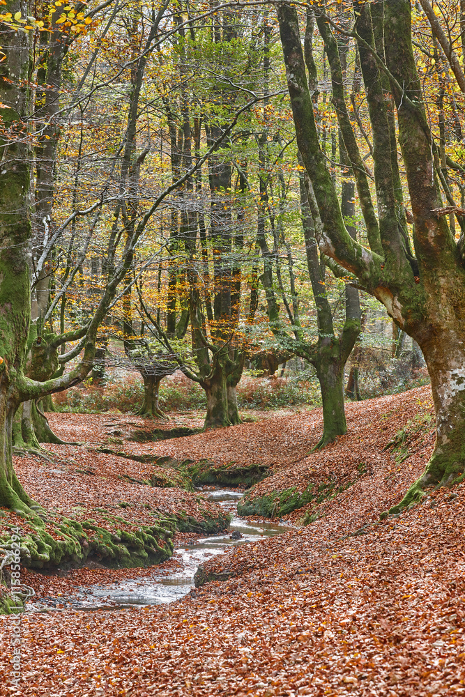 Beech forest in Vizcaya. Otzarreta, Gorbeia park. Autumn landscape. Spain