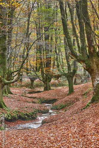 Obraz na płótnie Beech forest in Vizcaya. Otzarreta, Gorbeia park. Autumn landscape. Spain w salonie