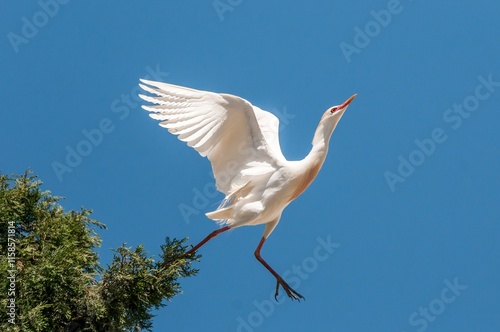 Photography High resolution colorful image of a single adult cattle egret bird in flight in