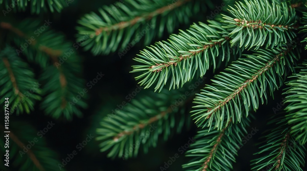 Pine tree abstract background idea. Close-up view of vibrant green pine needles showcasing natural beauty and texture.