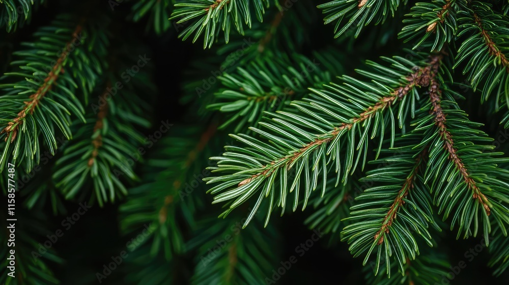Pine tree abstract background idea. Close-up of fresh green pine tree branches with detailed needles and rich textures. Pine tree abstract background idea. Close-up of fresh green pine tree branches with detailed needles and rich textures.
