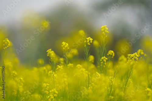 Yellow mustard field in bloom, Close-up of mustard flowers, Bright yellow blossoms in field, Mustard plants with blurred background, Golden yellow mustard crops, Vibrant flowers stock photo. photo