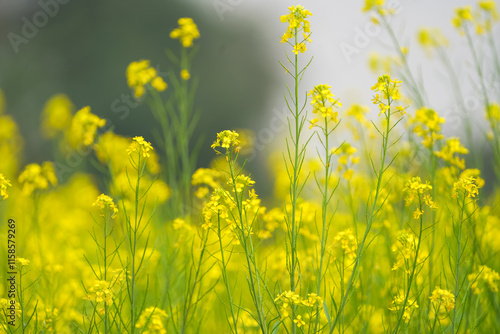 Yellow mustard field in bloom, Close-up of mustard flowers, Bright yellow blossoms in field, Mustard plants with blurred background, Golden yellow mustard crops, Vibrant flowers stock photo. photo