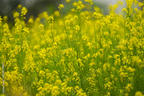 Yellow mustard field in bloom, Close-up of mustard flowers, Bright yellow blossoms in field, Mustard plants with blurred background, Golden yellow mustard crops, Vibrant flowers stock photo. photo