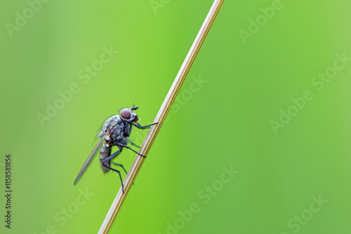Canvas-taulu Leptohylemoya coarctata