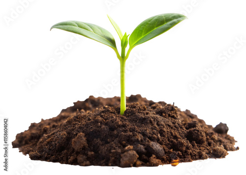 Wallpaper Mural young seedling plant growing from soil isolated on white background Torontodigital.ca
