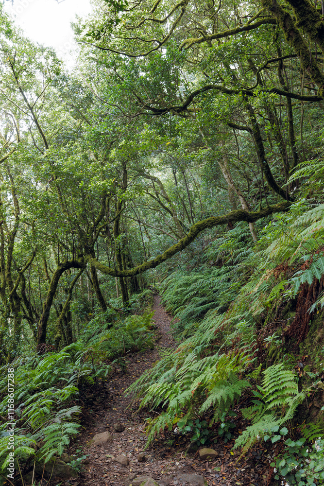 Laurisilva forest in the Anaga rural park Laurisilva forest in the Anaga rural park