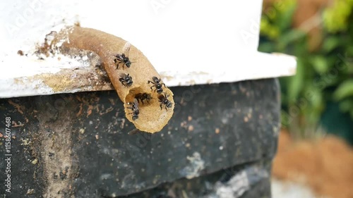 A close-up of stingless bees swarming around the entrance of a manmade hive. These bees are bred for their highly nutritious honey, buzzing actively near their nest opening.