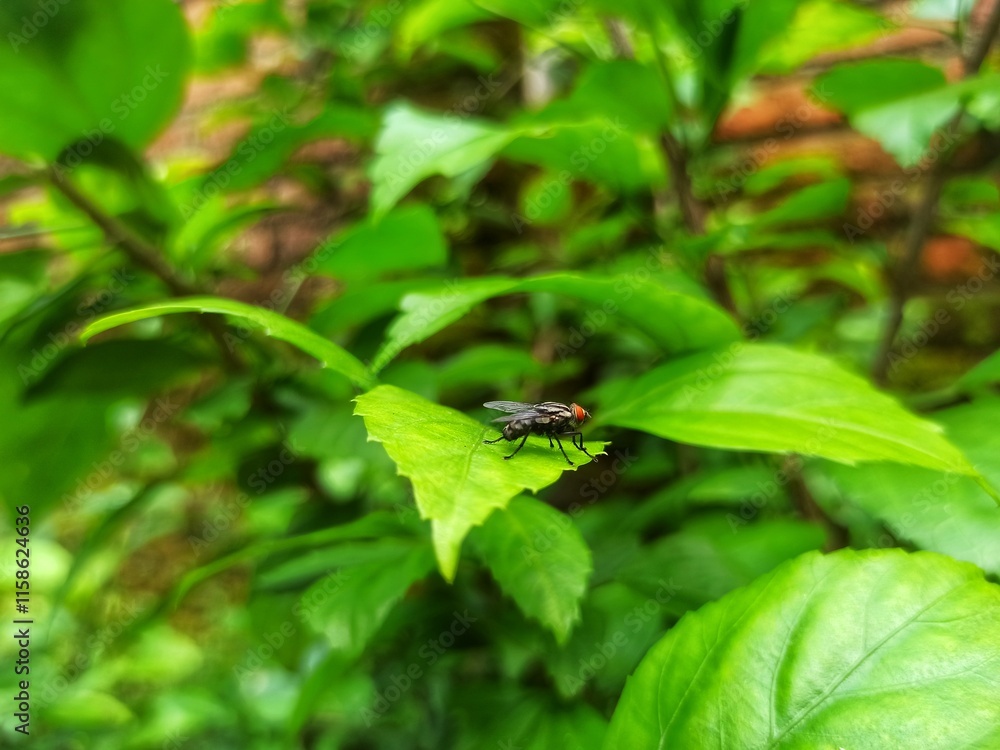 A Fly Resting on a Leaf. Simple Harmony of Nature A Fly Resting on a Leaf. Simple Harmony of Nature