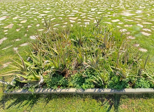 Colorful aloe vera plant in the garden. Close-up. Vibrantly colored pink and green aloe vera succulent plants grow in the botanical gardens. Aloe buchlohii species of the aloe vera plant.
