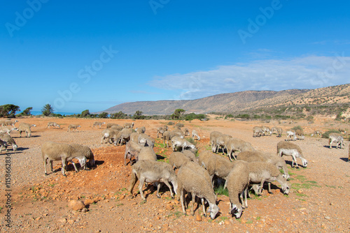 Flock of sheep walking near the cliff on the seaside in its region of Essaouira in Morocco