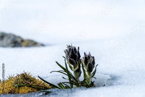 Gentiana scabra photo