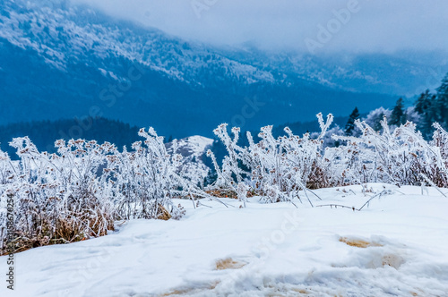 Wallpaper Mural Landscapes - Forest - Europe, Romania, Suceava region   Torontodigital.ca