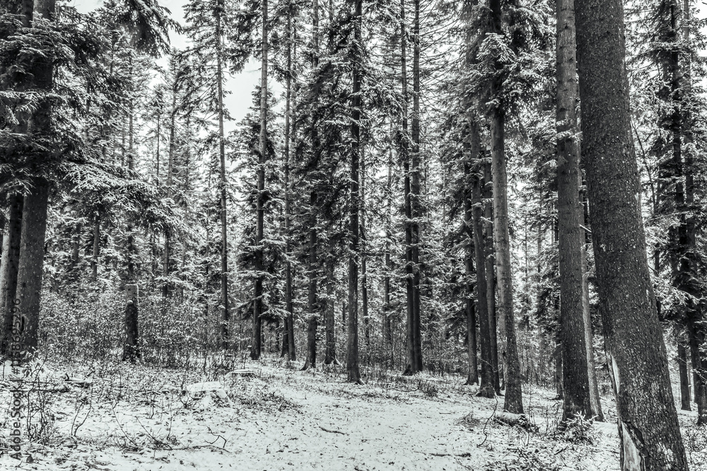 Landscapes - Forest - Europe, Romania, Suceava region Landscapes - Forest - Europe, Romania, Suceava region