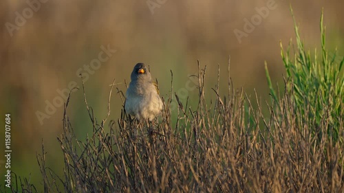 A Pampa finch (Embernagra platensis) perches on a dry bush in its natural habitat, bathed in the warm, golden sunlights, fluffing up its plumage, shaking its tail, and wondering around, close up shot. photo