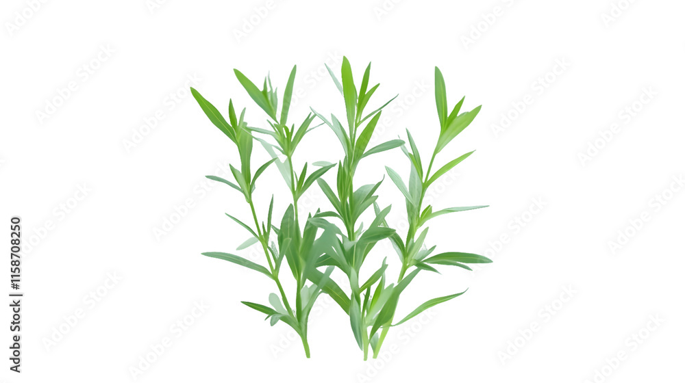 Fototapeta premium Cluster of Fresh Tarragon Sprigs Isolated On A White Background, PNG Transparent