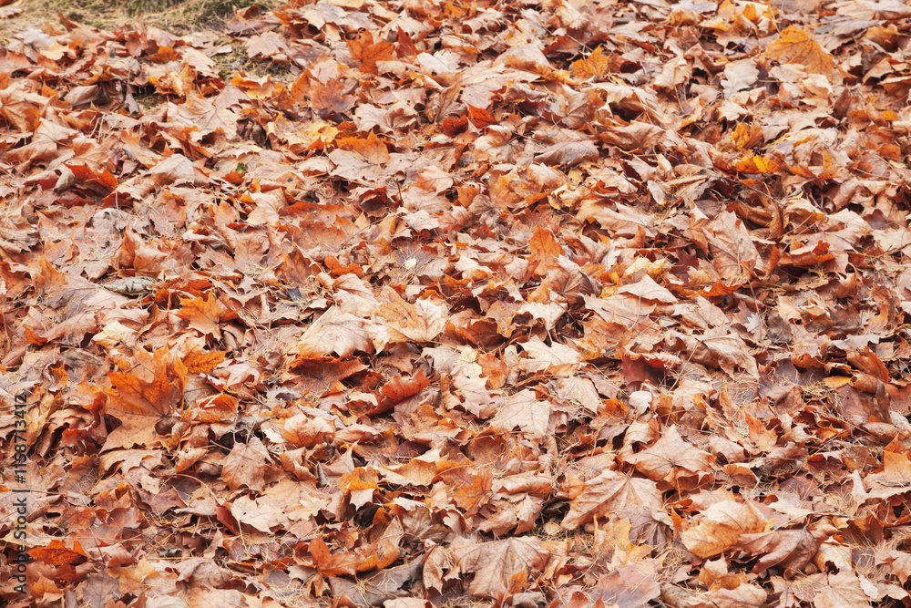 Brown fall leaves on a ground Brown fall leaves on a ground