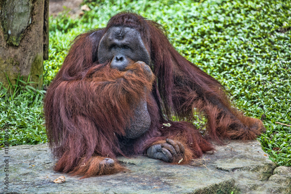 Bornean Orangutan, Pongo p. pygmaeus, sits on a flat boulder and looks around Bornean Orangutan, Pongo p. pygmaeus, sits on a flat boulder and looks around