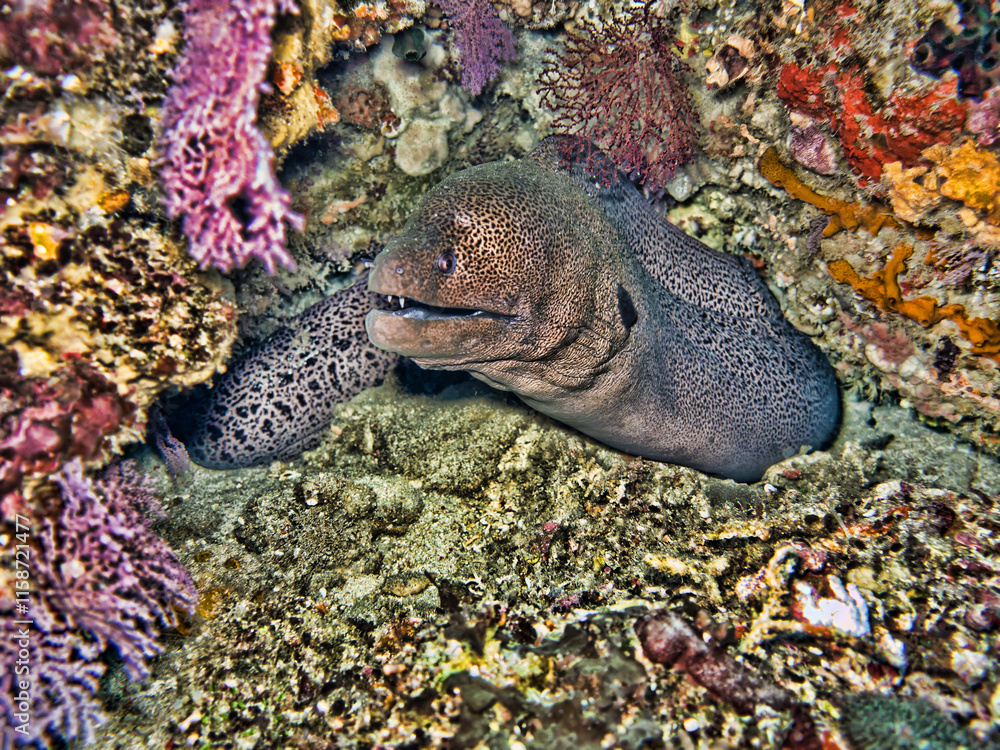 A large moray eel threatens with its mouth open from its hiding place in a reef. Bali Sea