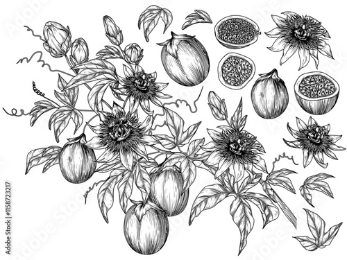 Vector set with a branch with passion fruit, a slice, a piece, a half of a fruit