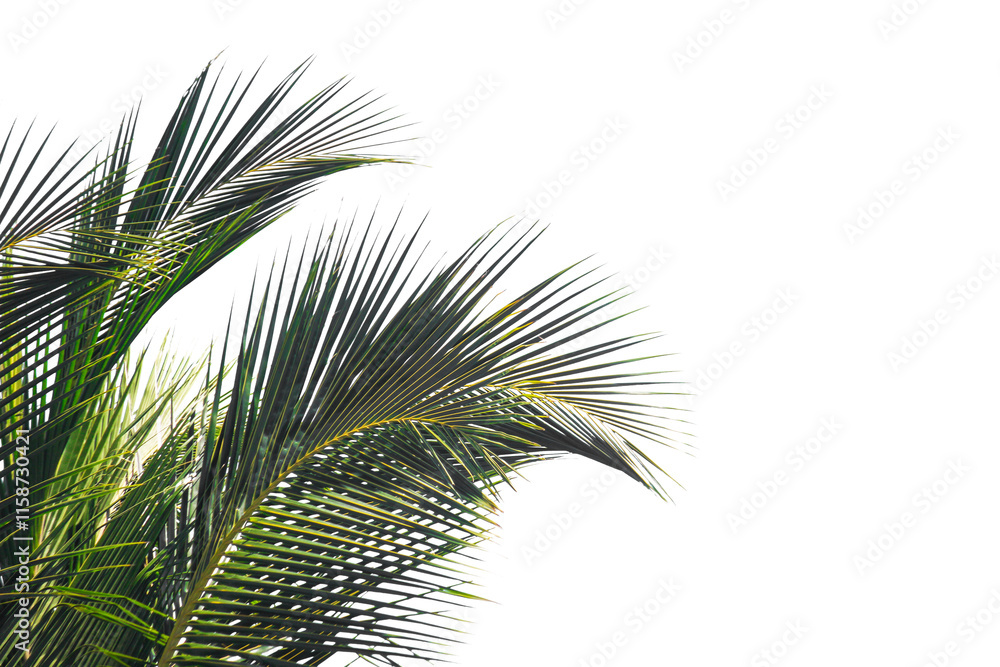 palm tree isolated on white palm tree isolated on white