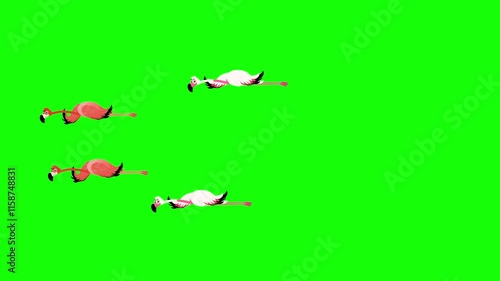 Flock of flying flamingos on green screen, loop, chromakey, footage, cartoon, isolated