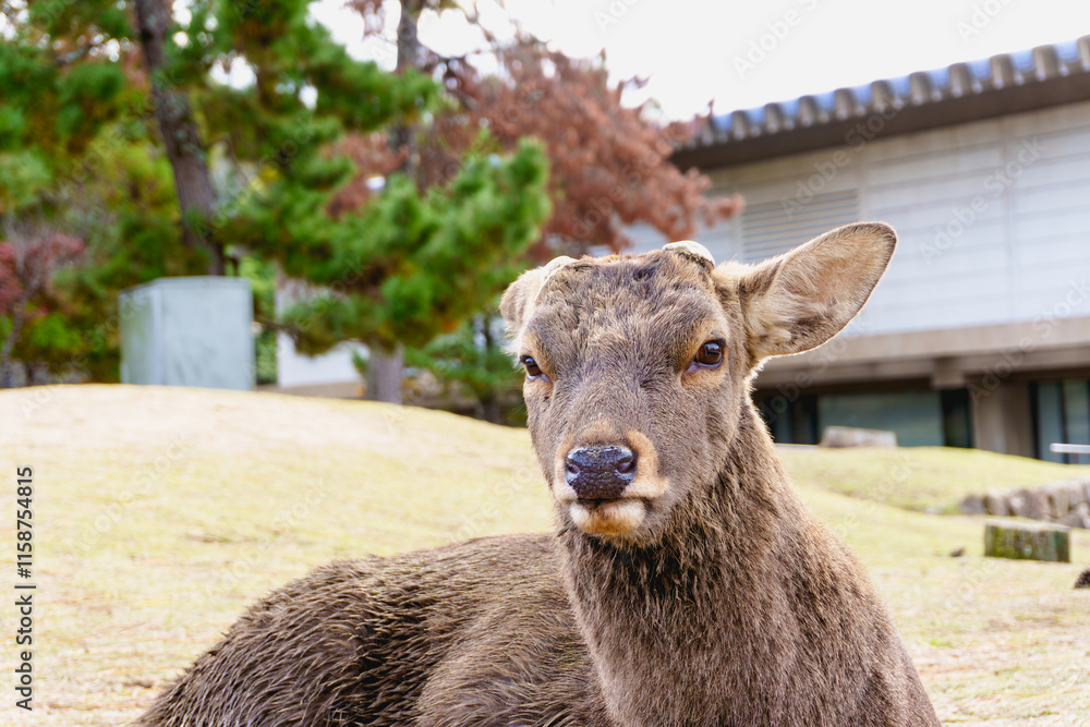 Obraz premium Eye contact with deer sits close to the camera, its ears perked up, with a blurred background in fall foliage or autumn season. Nara Park, japan. Close-up.