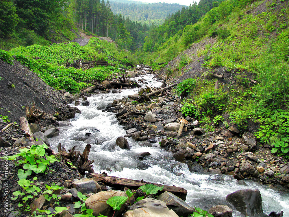 Natural river winding through lush green valley among tall trees on a sunny day in the Carpathian Mountains.