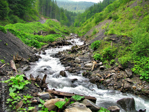 Obraz na płótnie Natural river winding through lush green valley among tall trees on a sunny day in the Carpathian Mountains. w salonie