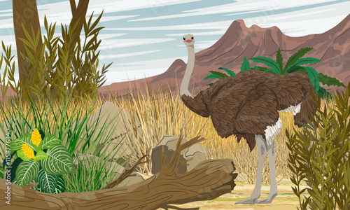 A female African ostrich walks along the savannah with dry grass at the foot of a mountain range. Wildlife of Africa. Realistic vector landscape.
