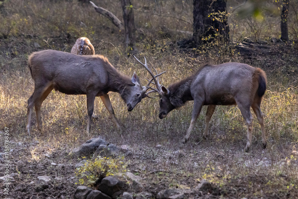 Fototapeta premium Sambar deer fighting