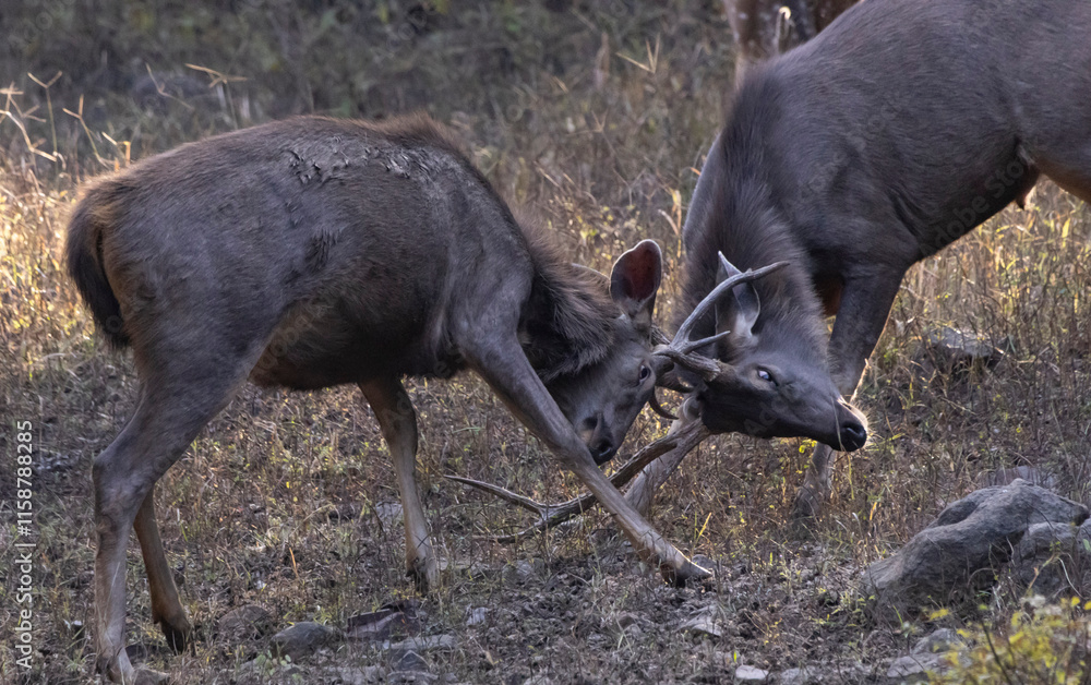 Fototapeta premium Sambar deer fighting