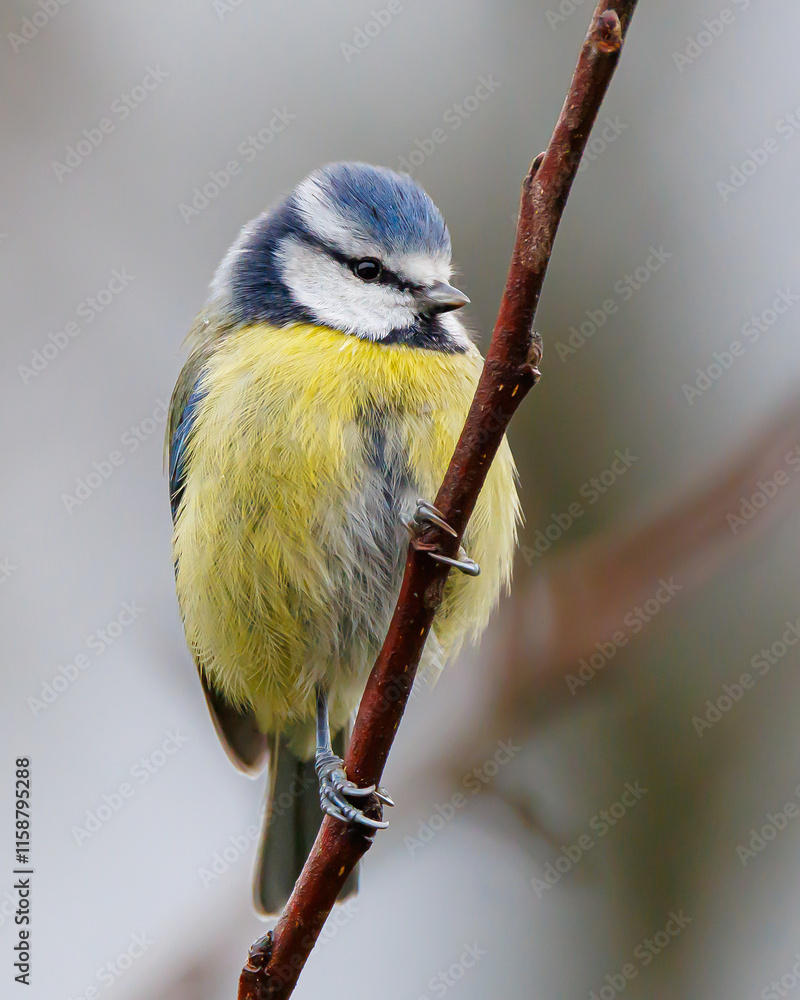 Obraz premium eine blaumeise (cyanistes caeruleus) sitzt auf einem dünnen ast mit unscharfem hintergrund, perfekt für naturfotografie und wildtierprojekte