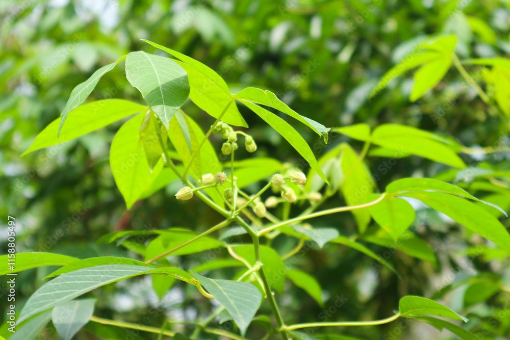 photo of cassava leaves in a sunny afternoon setting photo of cassava leaves in a sunny afternoon setting