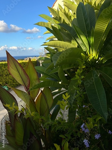 banana tree with leaves