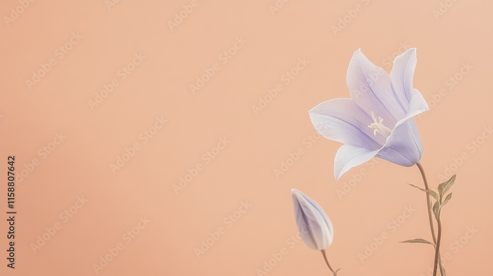 Fototapeta premium A delicate blue bellflower against a warm apricot background, close-up shot, Minimalist style
